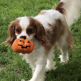 Cavalier King Charles Spaniels from Amie's Cavaliers
