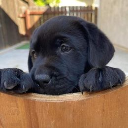 Labrador Retriever Puppies from OC Labradors