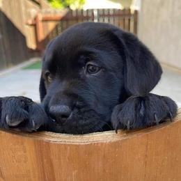 Labrador Retriever Puppies from OC Labradors