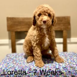 Poodle Puppies from Grandy’s Pretty Poodles