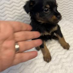 Prague Ratter Puppies from North Star Gem’s Prague Ratters