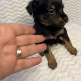 Prague Ratter Puppies from North Star Gem’s Prague Ratters