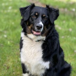 Stella  - Australian Shepherd