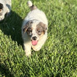 Bruce - Blue merle male Assorted Doodle Crosses puppy in Ohio from Holley Doodles