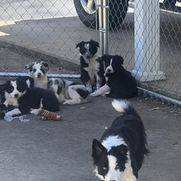Border Collie Puppies from Roaring River Border Collies