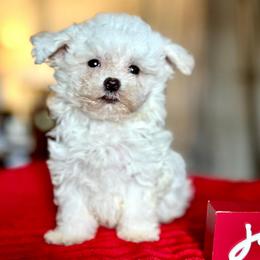 Yogi - White male Maltipoo puppy in Wendell, North Carolina from Teddys Teddy Bears