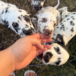 Kiwi - White and black female Dalmatian puppy in Miami, Florida from Soflo Dalmatians