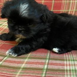 Shih Tzu Puppies from Divine Hill Farm