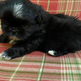 Shih Tzu Puppies from Divine Hill Farm