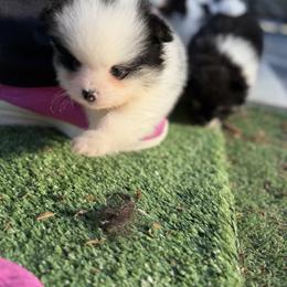 Spot - Black and tan parti male Pomeranian puppy in Snohomish County, Washington from Heartlove Poms