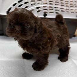 Dolly - Chocolate female Shih Tzu puppy in Tennessee from Cutshall Babies