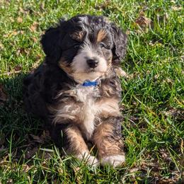 Teton - male Australian Mountain Doodle puppy in Placerville, California from Quartz Mountain Doodles