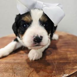 Rose - Tri-color female Cavapoo puppy in Roseville, California from Heavenly Goldendoodles