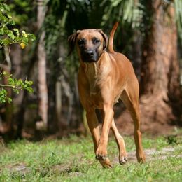 Rhodesian Ridgeback All Grown Up from Aariel Ridgebacks
