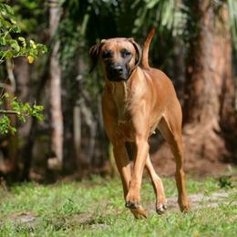 Rhodesian Ridgeback All Grown Up from Aariel Ridgebacks