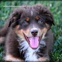 Miniature Australian Shepherds from Legends Miniature and Toy Australian Shepherds