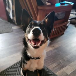 Australian Koolies from Tenacious Dogs