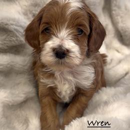 Wren - Red and white female Shihpoo puppy in Traverse City, Michigan from Riyem Wildflower Farms