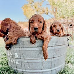 Irish Doodle Puppies from Foxrun Litters