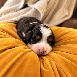 Pumpkin (Guardian Home) - Tri-color female Bernedoodle puppy in Travelers Rest, South Carolina from Bernedoodle.do