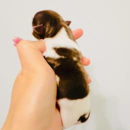 Princess 9900 ( chocolate white) - Chocolate and white female Chihuahua puppy in Santa Rosa Beach, Florida from Eva's Chihuahua