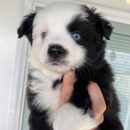 Mercy - Black & white female Miniature Australian Shepherd puppy in Marysville, Washington from Garay Mini Aussies