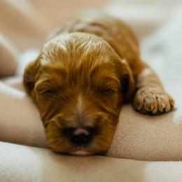 Taylor - Apricot male Cavachon puppy in Natural Bridge, Virginia from Rockbridge Puppies