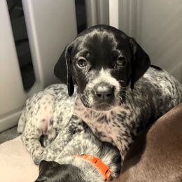 German Shorthaired Pointer Puppies from MaggieMae Andersen