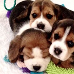 Beagle Puppies from Nor'easter