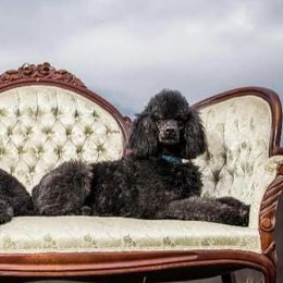 Goldendoodles from Doodles von Fletcher