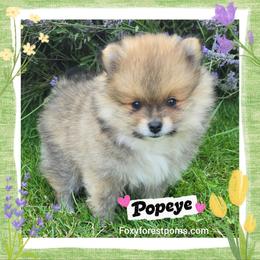Popeye AKC - Red sable male Pomeranian puppy in Eatonville, Washington from Foxy Forest Poms