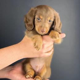 Atlas - Chocolate and tan male Dachshund puppy in Huffman, Texas from Alex's Dachshunds