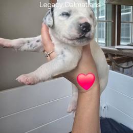 Zen - White and black male Dalmatian puppy in Janesville, Wisconsin from Legacy Dalmatians