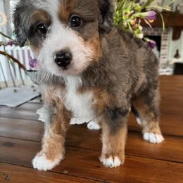 Ronaldo - Merle male Bernedoodle puppy in Gilbert, Arizona from Azteddybeardoodles