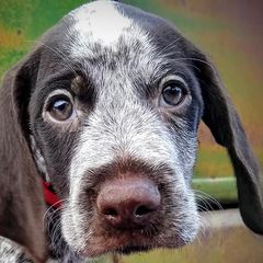 German Wirehaired Pointer Puppies from Grimmet German Wirehaired Pointers