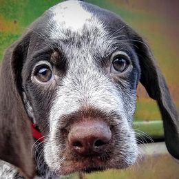 German Wirehaired Pointer Puppies from Grimmet German Wirehaired Pointers
