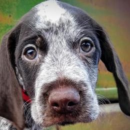 German Wirehaired Pointer Puppies from Grimmet German Wirehaired Pointers