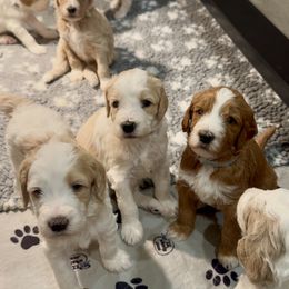 Goldendoodle puppies from Colorado Springs Doodles