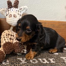 Rolo - Black and tan male Dachshund puppy in Keota, Oklahoma from Skyview Doxie Ranch