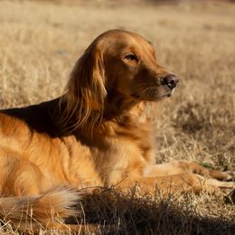 Anna - Golden Retriever