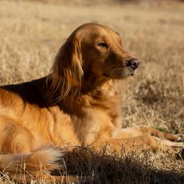 Anna - Golden Retriever