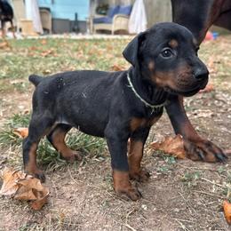 Aspen - Black and rust female Doberman Pinscher puppy in Toney, Alabama from Bhon Mhuir Dobermanns