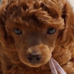 Poodles from Henn’s Toy Poodles