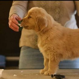 Golden Retriever Puppies from Kim Kelley