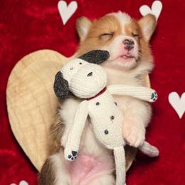Braford - Red male Pembroke Welsh Corgi puppy in Benton, Arkansas from High Cotton Corgis