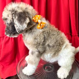 Peaches - Merle female Labradoodle puppy in Candler, North Carolina from Maple Bakin’ Doodles
