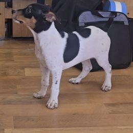 Twix - Black tan and white male Rat Terrier puppy in Divide, Colorado from Outlaw Farm and Kennel