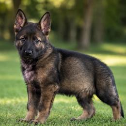Lime Collar - Sable female German Shepherd puppy in Casscoe, Arkansas from Crown H Shepherds