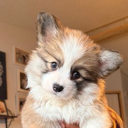 Franie Fanny - Sable female Pembroke Welsh Corgi puppy in Belle Fourche, South Dakota from BellamyHills Corgis