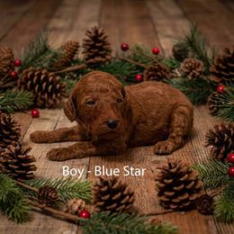 Boy 1 - Red  male Poodle puppy in Mc Henry, Illinois from Sunset Maple Poodles